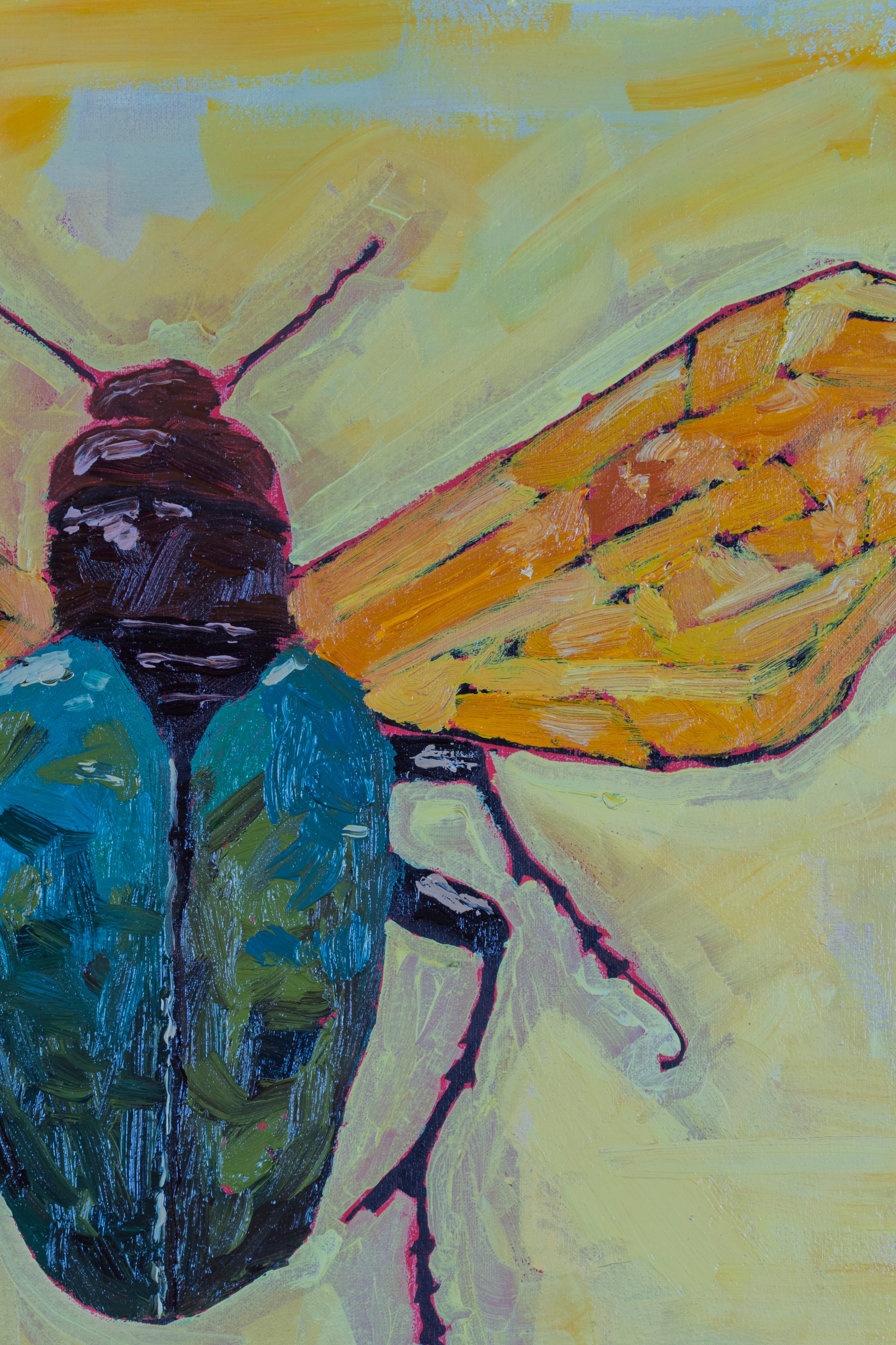 ESCARABAJOS DISECADOS