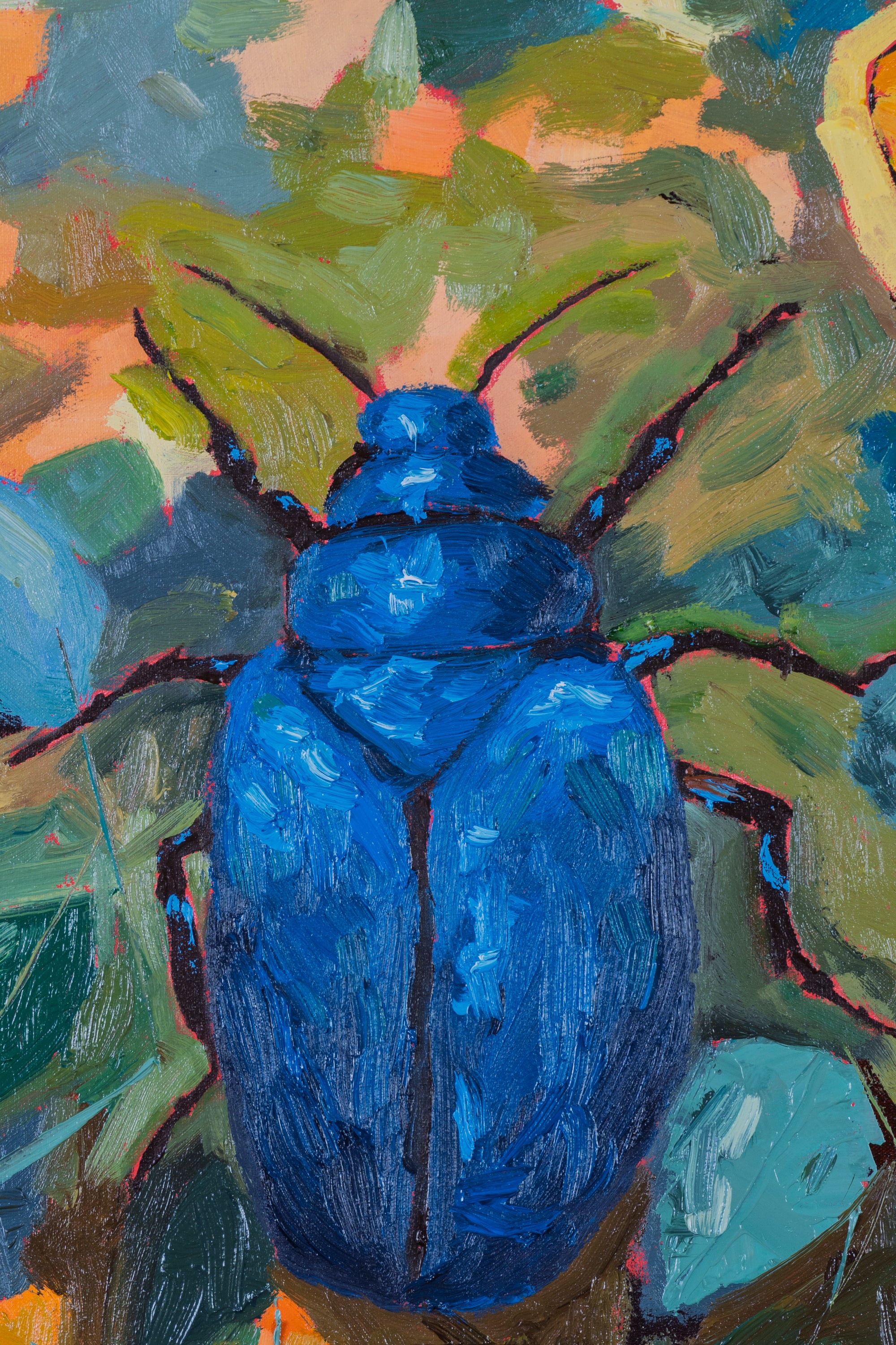 ESCARABAJOS DISECADOS